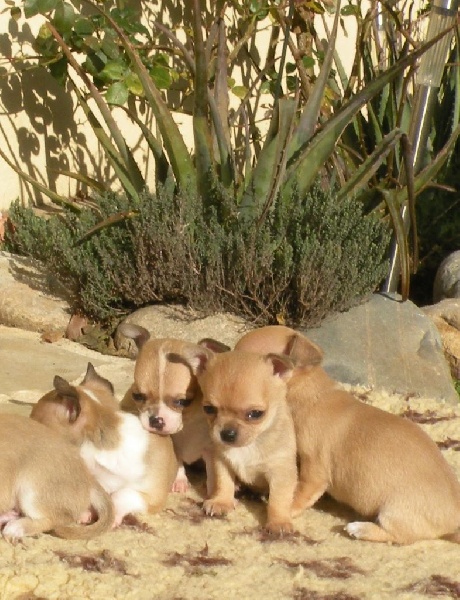 chiot Chihuahua du manoir aux peupliers