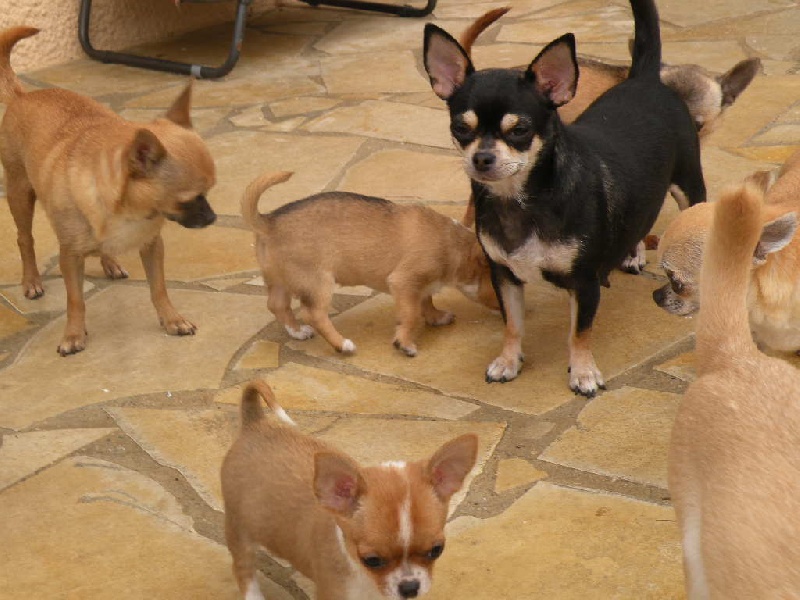 Eaulympe***** du manoir aux peupliers