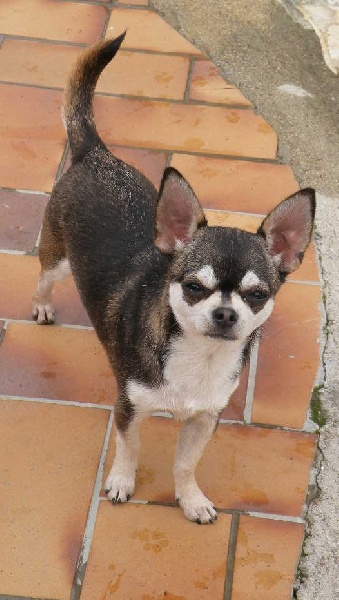 Fénix la reine**** du manoir aux peupliers