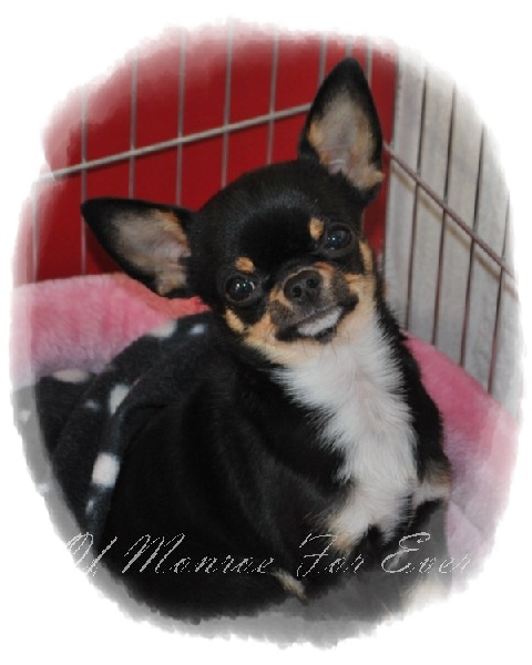 Féline marilyn du manoir aux peupliers