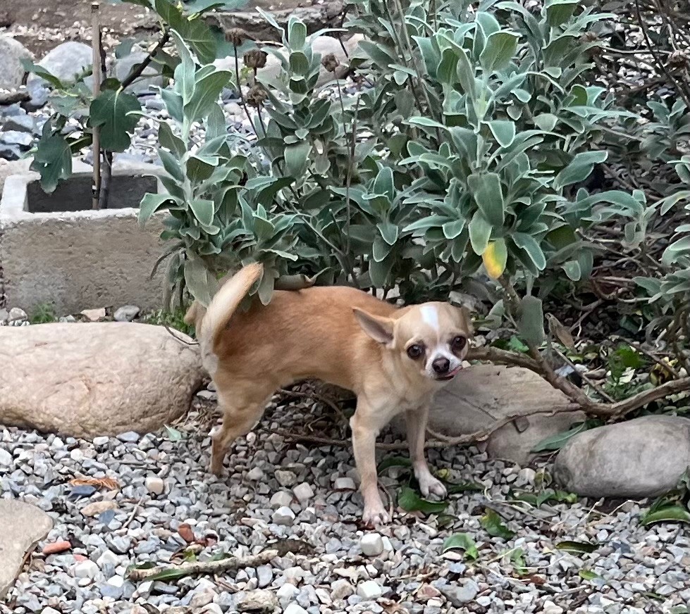 Tokïo le samouraï du manoir aux peupliers