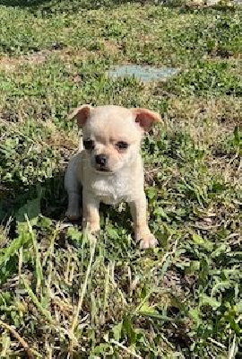 CHIOT 1