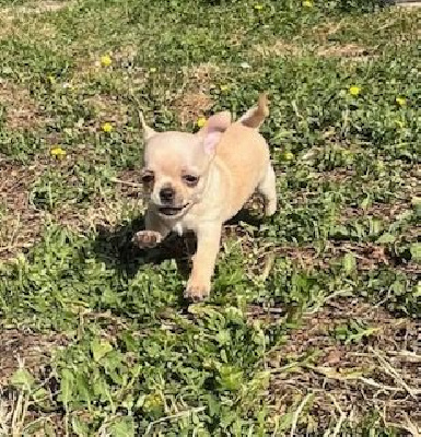 CHIOT 3