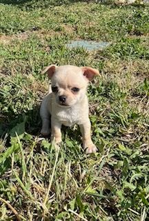 du manoir aux peupliers - Chiots disponibles - Chihuahua
