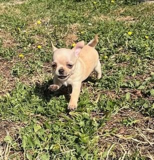 du manoir aux peupliers - Chiots disponibles - Chihuahua